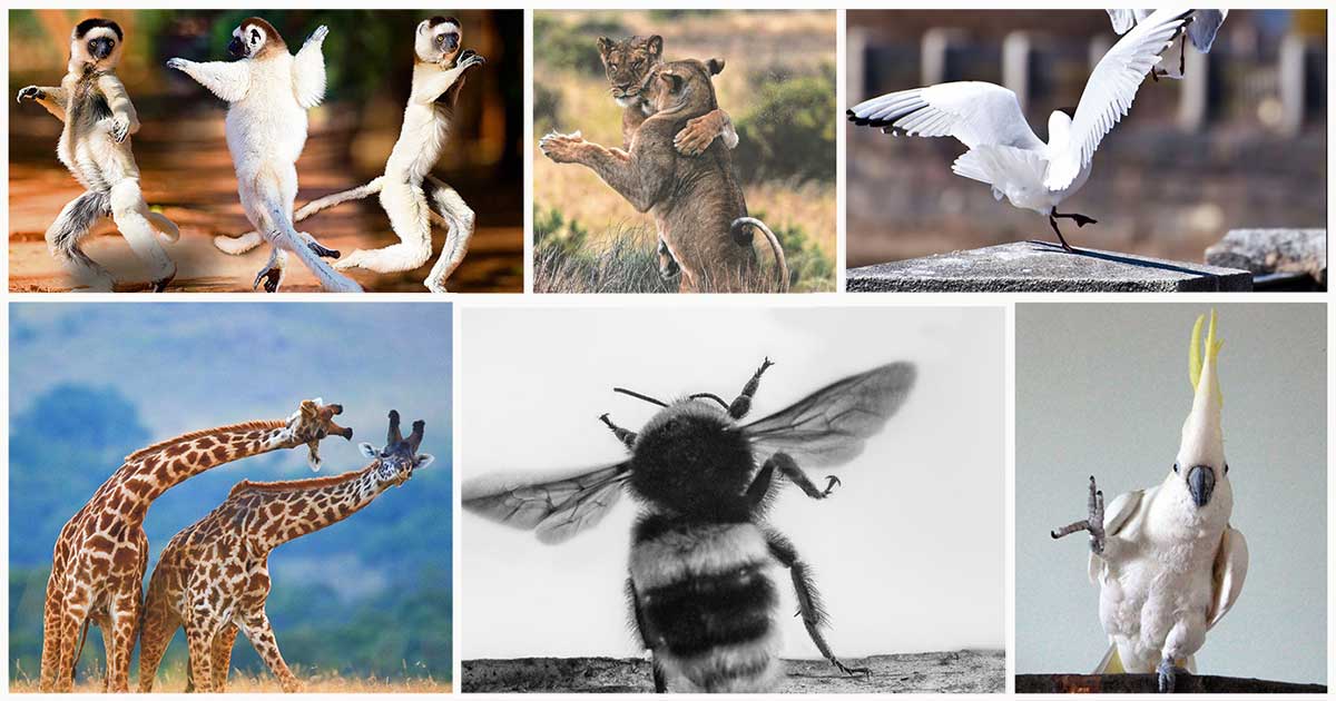 Photo of dancing animals
